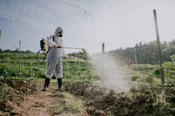 Best Ant Control Services  in Purvis, MS