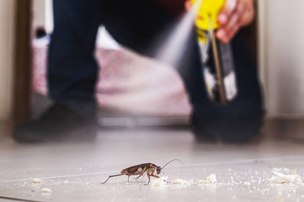 Best Rodent Control Near Me  in Purvis, MS