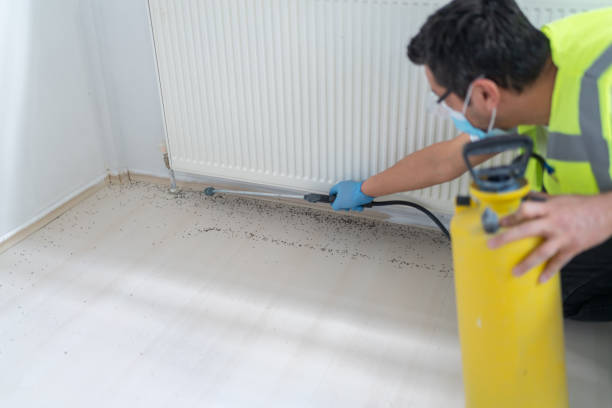 Best Flea Control Services  in Purvis, MS