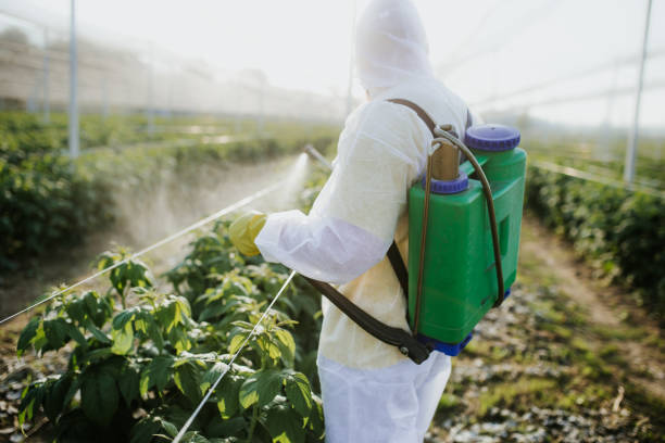 Best Mosquito Control Services  in Purvis, MS